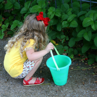 Strawberry Patch