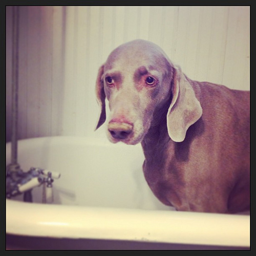 Big dog. Little tub.